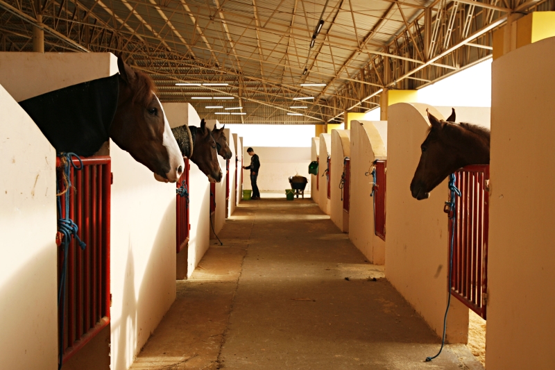 Cavalos aguardam exposição no evento dos Campos Gerais | Josué Teixeira/Gazeta do Povo