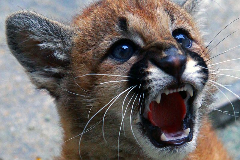 Com 192 votos, filhote de Puma foi batizada como Juma. O nome Zaila teve 163 votos e Nina contou com 139 | Valdecir Galor/SMCS