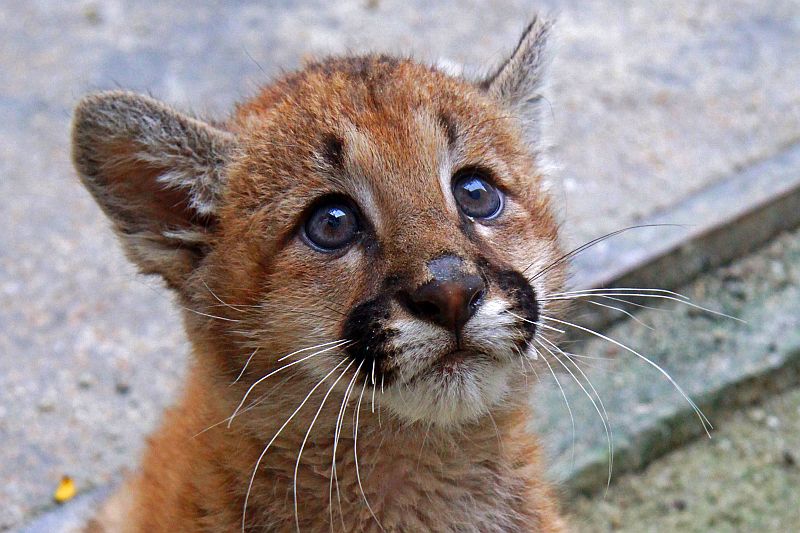 | Valdecir Galor/SMCS