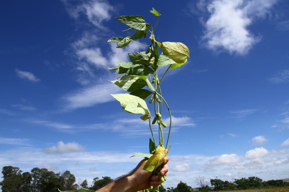 China liberou três novas tecnologias, mas o setor de sementes brasileiro aguardava aprovação de quatro variedades enviadas que estavam no pleito. | Roberto Custa³dio / Gazeta Do Povo