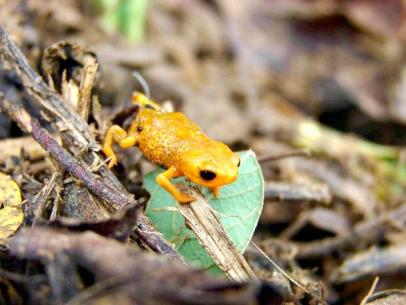 Sapinho encontrado na Mata Atlântica do Paraná é uma das espécies ameaçadas | Divulgação
