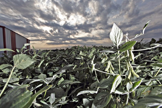 Empresa reduziu previsão de colheita de soja dos Estados Unidos em 1 milhão de toneladas. | Jonathan Campos/gazeta Do Povo