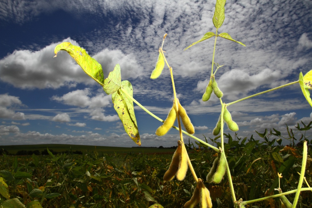 Nova soja transgênica desenvolvida pela Monsanto vem sendo testada em campos de Norte a Sul do Brasil nos últimos anos, mas aguarda liberação da China para ganhar as lavouras. | Roberto Custa³dio / Gazeta Do Povo