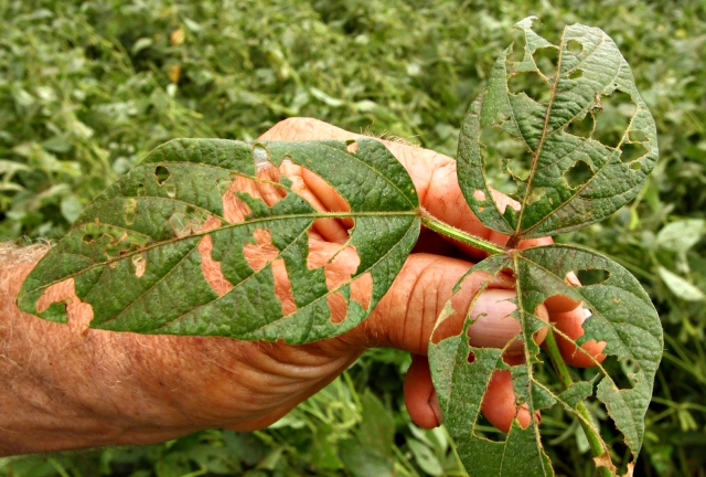 Danos nas folhas reduzem o rendimento das plantas com perdas de até 30% | Roberto Custa³dio/jornal De Londrina