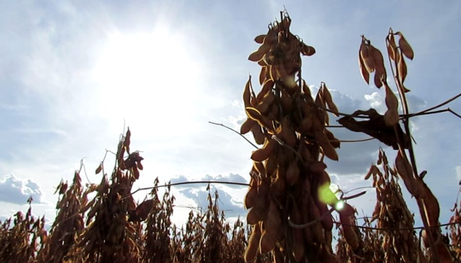 Promessa é de produtividade 10% maior. Produtores devem saber na próxima semana quanto tecnologia vai custar por hectare. | Foto: Josa© Rocher