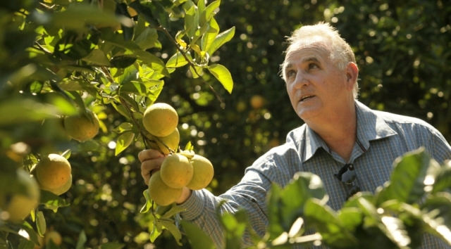Após ver rápido avanço da doença em seis meses, o produtor Luís França, de Alto Paraná, decidiu “matar” pés de laranja doentes | Walter Fernandes/especial Para A Gazeta Do Povo
