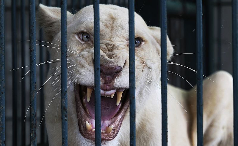 Um dos leões brancos apreendidos em mansão de Bangcoc, na Tailândia | REUTERS/Kerek Wongsa