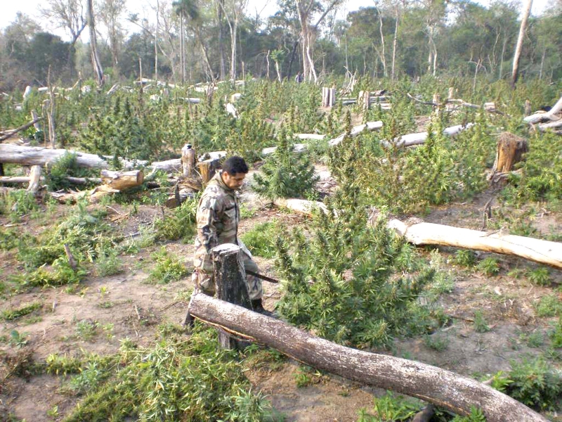 Plantação de maconha encontrada na província de Canindeyú, no Paraguai, durante operação realizada pela Senad | Reuters