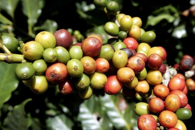 | Hedeson Alves/arquivo/ Gazeta Do Povo