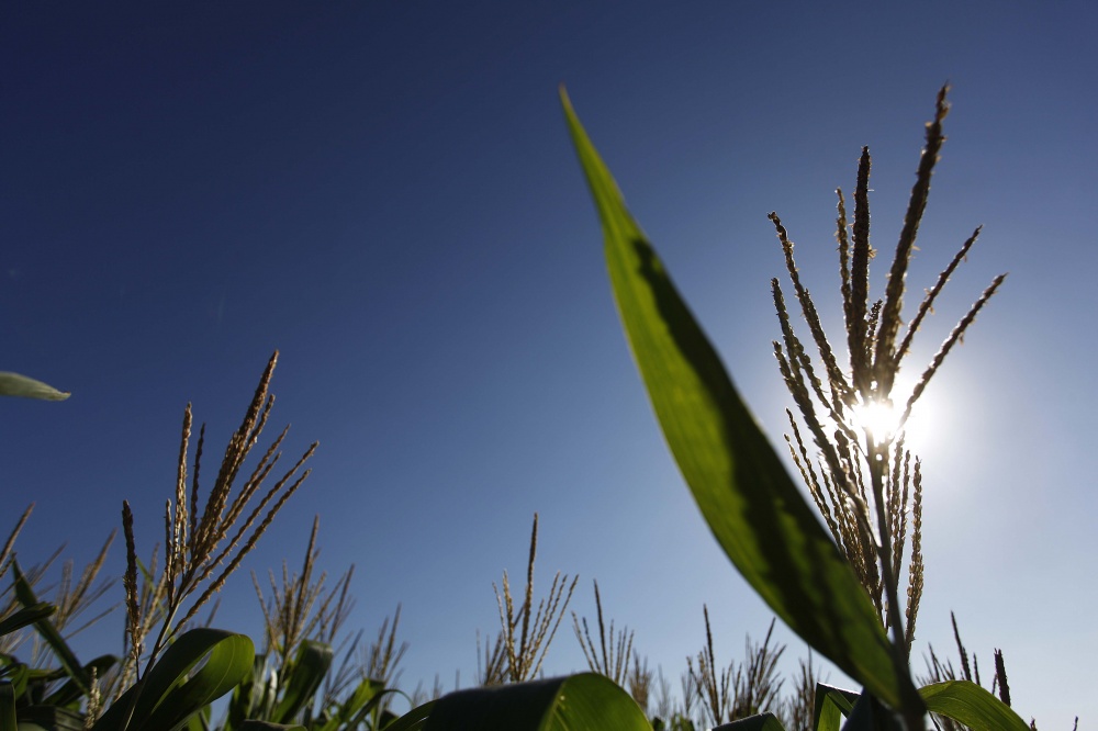 Intervenção do governo tem o objetivo de sustentar preços mesmo com excedentes na produção | Jonathan Campos / Gazeta Do Povo