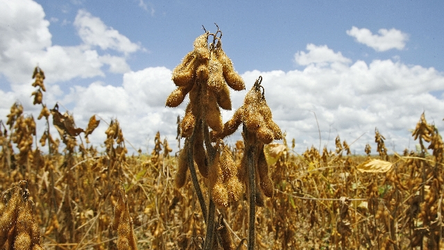 Nova variedade tem potencial para ocupar 10% da área total a ser cultivada com soja no Brasil na safra 2013/14, cujo plantio começa em setembro. | Hugo Harada/gazeta Do Povo