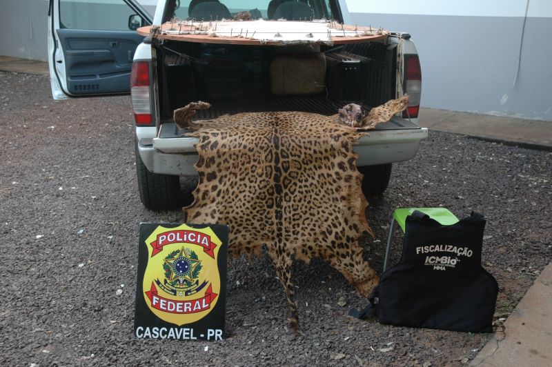 As duas peles de onça foram encaminhadas ao ICMBio de Foz do Iguaçu | Polícia Federal/Divulgação