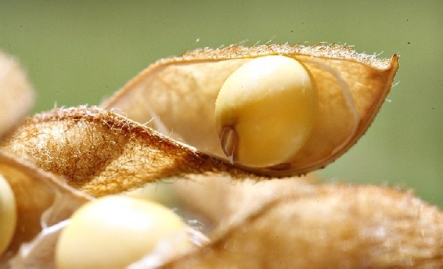 Soja geneticamente modificada ganhou confiança dos produtores e, após dez anos de liberada comercialmente, conquista 90% do terreno destinado à cultura | Jonathan Campos/ Gazeta Do Povo