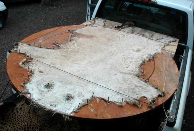 Pele de onça parda apreendida em Santa Tereza do Oeste |