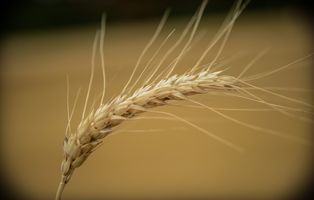 Descoberta do produto geneticamente modificado reduziu a demanda pelo grão norte-americano | Anta´nio Costa / Gazeta Do Povo