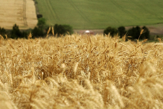 Graças à ampliação da área, na safra 2013/14, Brasil vai colher 5,6 milhões de toneladas | Josua© Teixeira/gazeta Do Povo