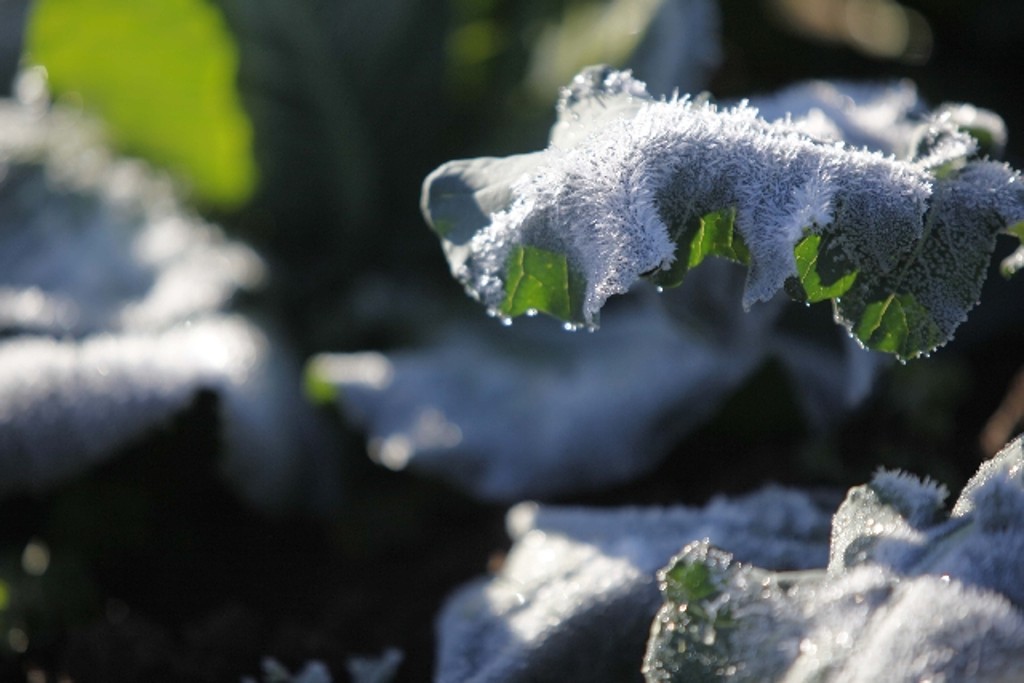 Hortaliças descobertas foram dizimadas pela queda de temperatura