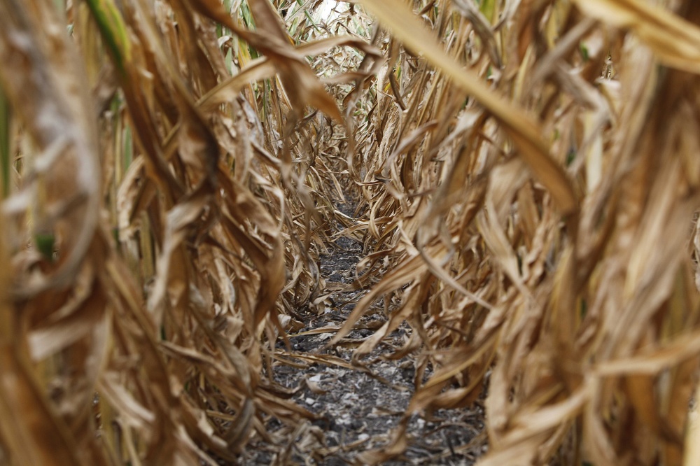 | Jonathan Campos / Gazeta Do Povo