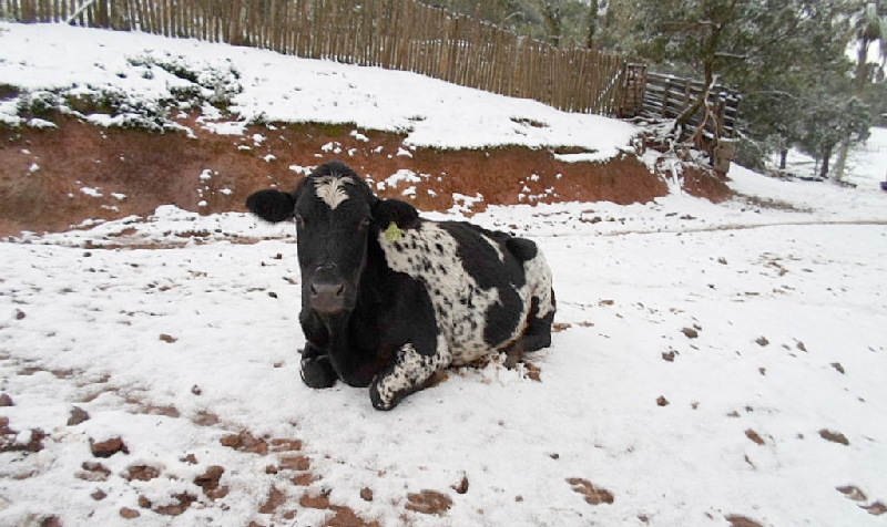 Pasto coberto pela neve em chácara de Guarapuava ontem | Josnei Augusto da Silva Pinto/Chacara Jordão