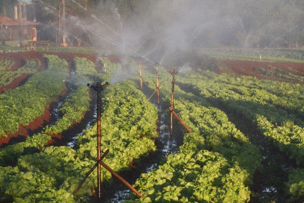Irrigação de madrugada e pela manhã lava as folhas e evita formação de gelo