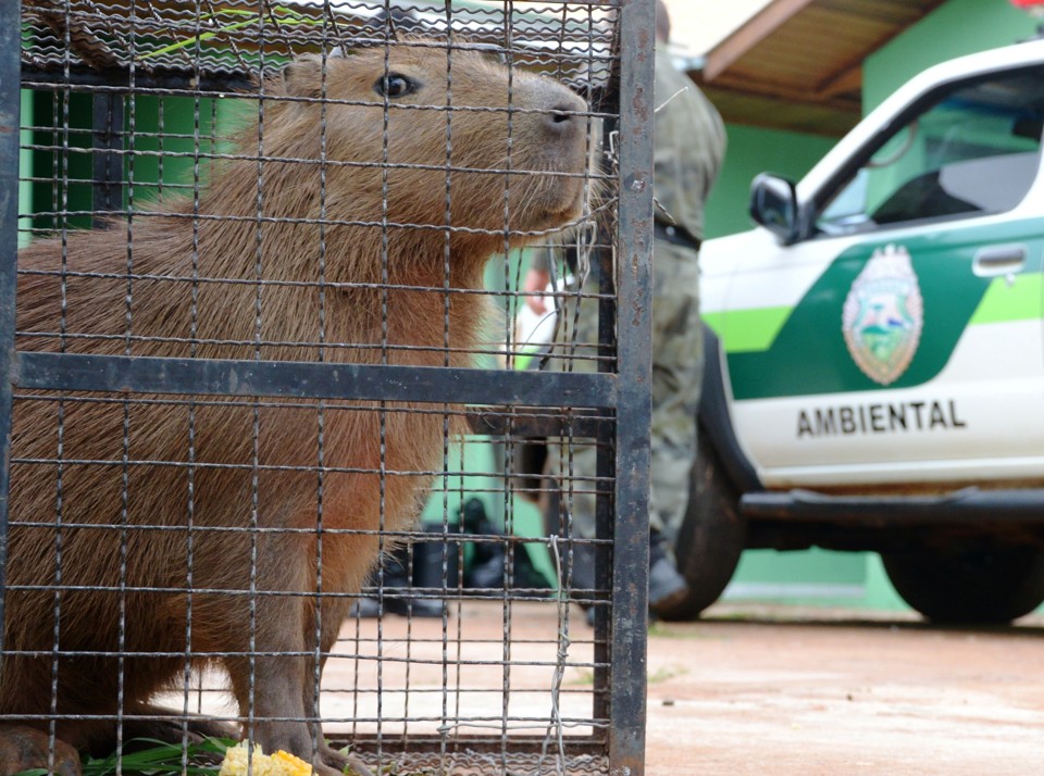 Depois de avaliada por um veterinário, o animal foi solto na região do Rio Tibagi | Divulgação / Polícia Militar Ambiental