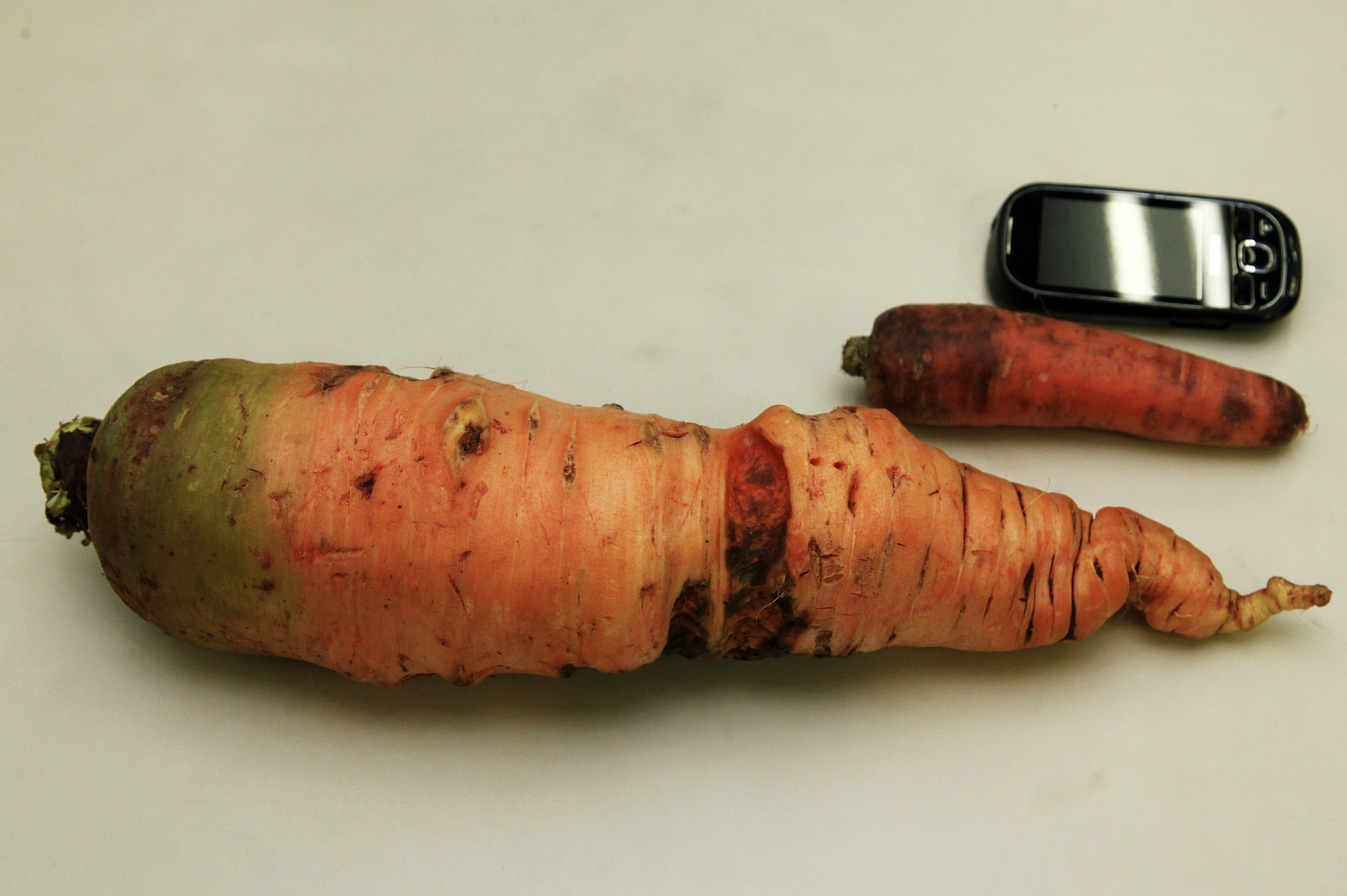 É a primeira vez que a horta comunitária produz uma cenoura com dimensões incomuns | Divulgação / Roberto Furlan / Secretaria de Comunicação