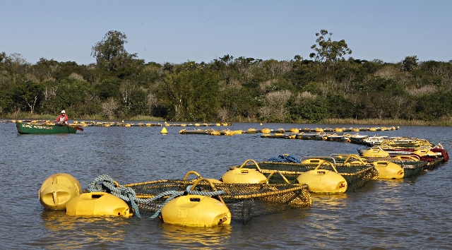 Tanques-redes produzem peixe no Lago de Itaipu, em Foz do Iguaçu. A maior parte das novas áreas que serão licitadas no estado também está em resevatórios de hidrelétricas | Christian Rizzi/gazeta Do Povo