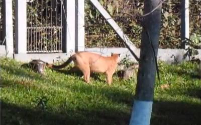 Ao chegar na empresa pela manhã, os funcionários se depararam com o animal no terreno | Reprodução RPCTV Paranavaí