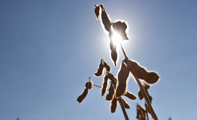 Lavouras de soja devem render 45% do total esperado para o próximo ciclo, que começa oficialmente neste mês | Marcelo Andrade/ Gazeta Do Povo