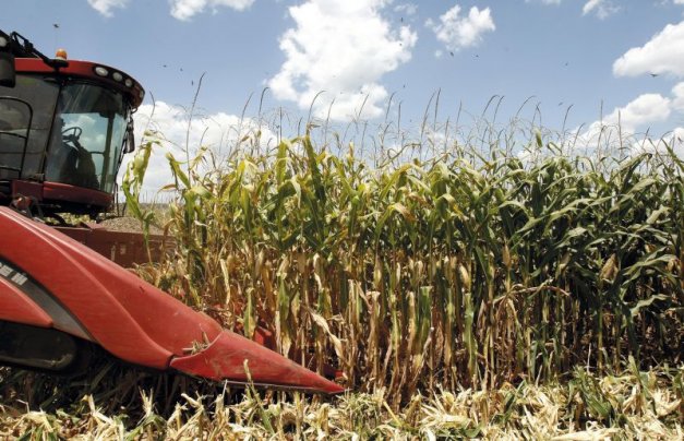 Safra de milho contribuiu para as exportações maringaenses: foram comercializados US$ 205 milhões de milho em grão | Hugo Harada / Gazeta do Povo