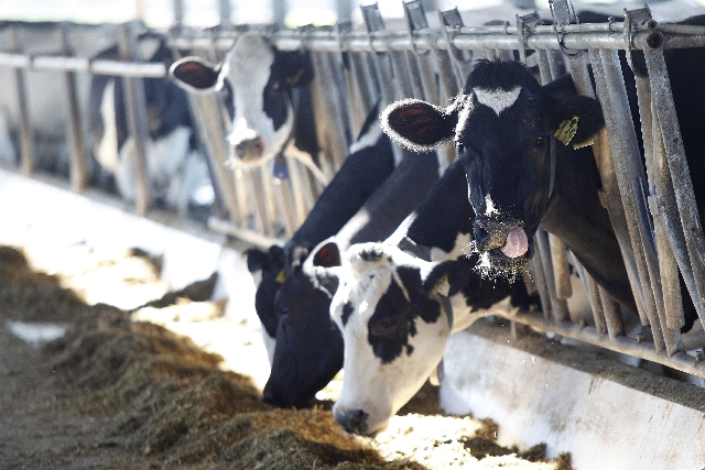 Paraná aguarda publicação de normativa do Mapa para entrar no programa e poder ganhar mercado com certificação especial | Jonathan Campos/gazeta Do Povo