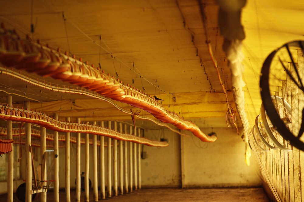 Recursos poderão ser utilizados para reforma e modernização de aviários | Jonathan Campos / Gazeta Do Povo