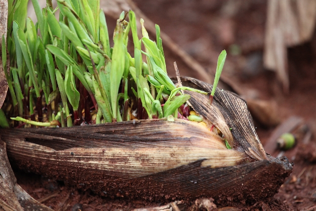 Espiga de milho que estava pronta para ser colhida acabou rebrotando com a umidade em Engenheiro Beltrão | Dirceu Portugal/gazeta Do Povo