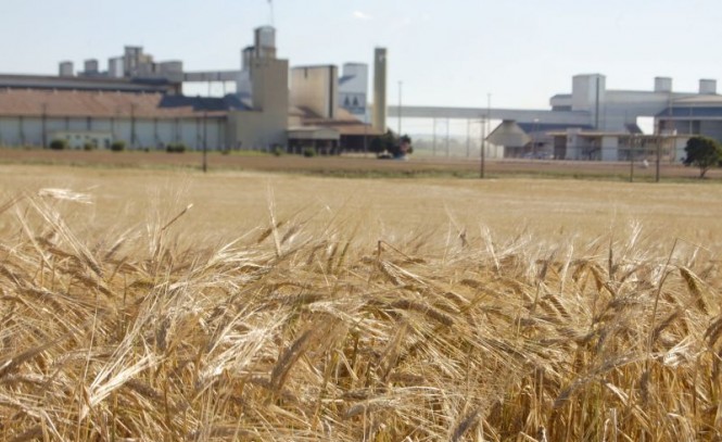 Lavouras plantadas na região dos Campos Gerais foram alvos de neve e geada nesta semana. | Cooperativa Agra¡ria / Divulgaa§a£o