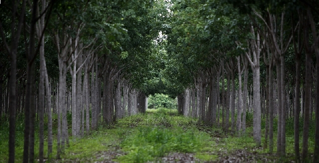  | Jonathan Campos/gazeta Do Povo