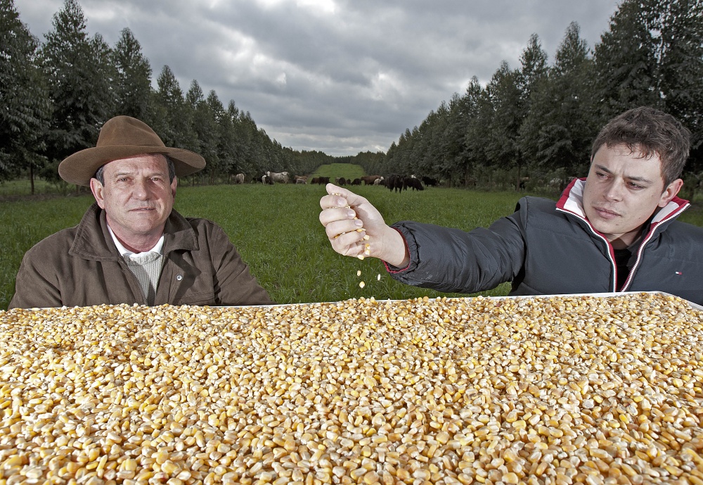 Os agricultores Rogério e Vicente (pai e filho) elevam rendimento com o cultivo florestal em áreas de lavoura e pecuária | Fotos: Jonathan Campos/ Gazeta Do Povo