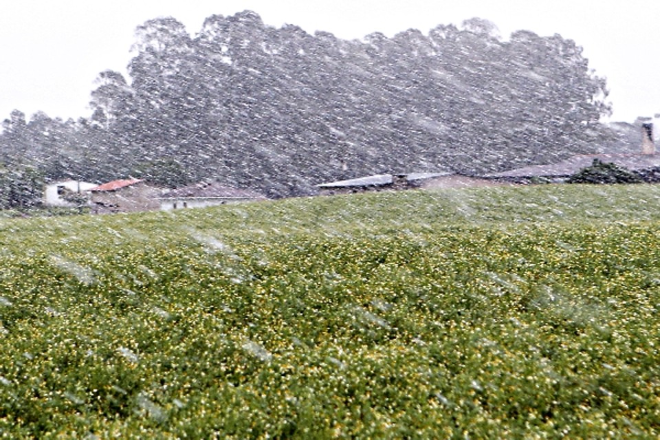 A neve que cai aqui não cai como lá | Albari Rosa/Gazeta do Povo