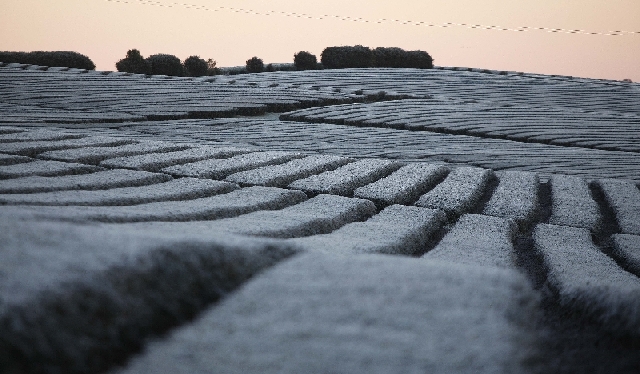 Campo de chá verde coberto de gelo em Guajuvira, arredores de Araucária, na manhã de ontem | Jonathan Campos/ Gazeta Do Povo