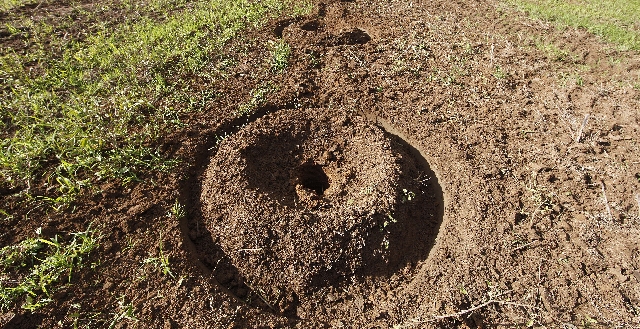 Espaçamento entre linhas de seringueiras permite que outras culturas sejam plantadas, como café, mandioca e abacaxi | Jonathan Campos/gazeta Do Povo