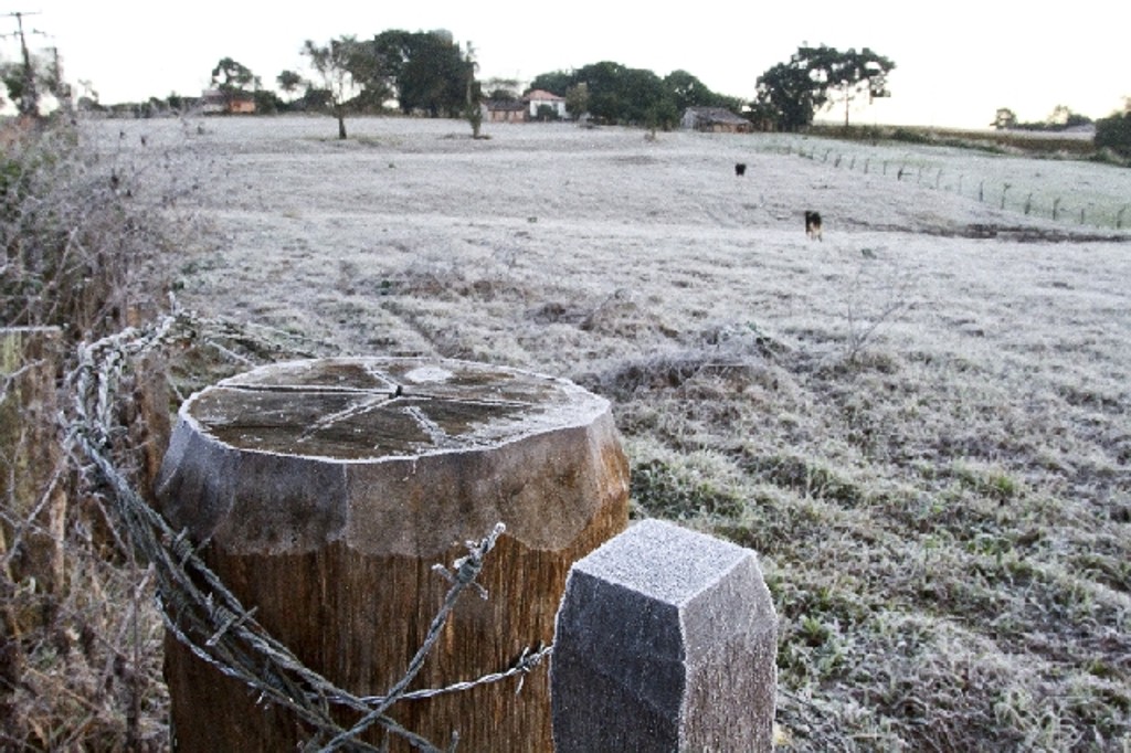 Gelo nos pastos dificulta alimentação animal e captação de leite