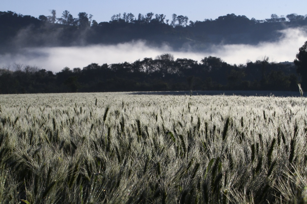 Lavouras no Norte do Paraná estão suscetíveis a perdas por frio. | Roberto Custa³dio / Jornal De Londrina