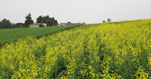 Limitada, área de canola chegou a 13 mil hectares no Paraná neste ano. Apesar da limitação de sementes, estado conseguiu quadruplicar a produção de 2008 para 2013 | Jonathan Campos/gazeta Do Povo