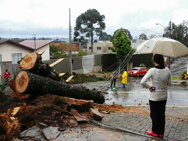 Árvore caiu na Rua Júlio Perneta, no Vista Alegre e causou transtorno aos moradores da região | Daniel Castellano / Gazeta do Povo