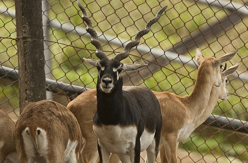 Em julho, 19 antílopesmorreram misteriosamente no Zoológico de Curitiba. Eles haviam sido transferidos de um local ao outro, dento do zoológico, e amanheceram mortos apenas um dia depois. | Marcelo Andrade/Gazeta do Povo