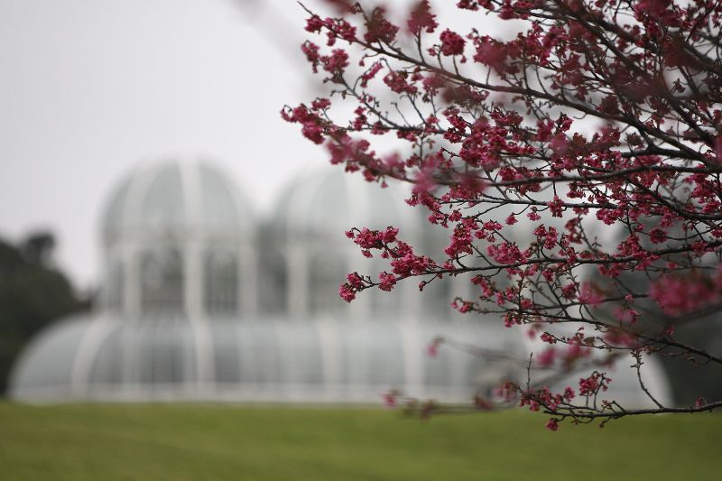 Jardim Botânico: cartão-postal de Curitiba | Jonathan Campos/Agência de Notícias Gazeta do Povo