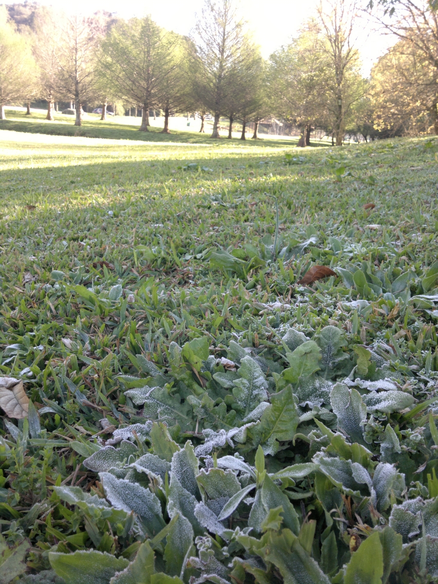 Geada em Curitiba foi dissipada rápida pelo sol, que apareceu cedo devido ao céu limpo | Jonathan Campos/Agência de Notícias Gazeta do Povo