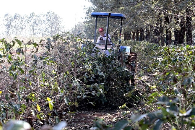 Ronaldo Rosseto, de Mandaguari, corta 50 mil pés de café de um total de 350 mil para replantio | 