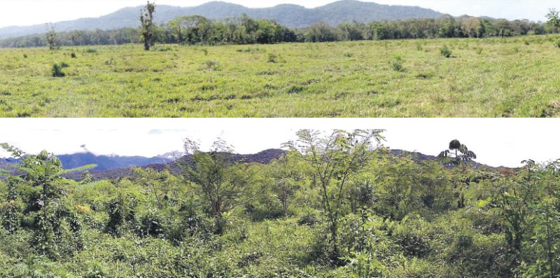 Foto de cima: Antes - Área de pastagem no litoral do Paraná; Foto abaixo: Depois - Um ano após o plantio de mudas | Divulgação