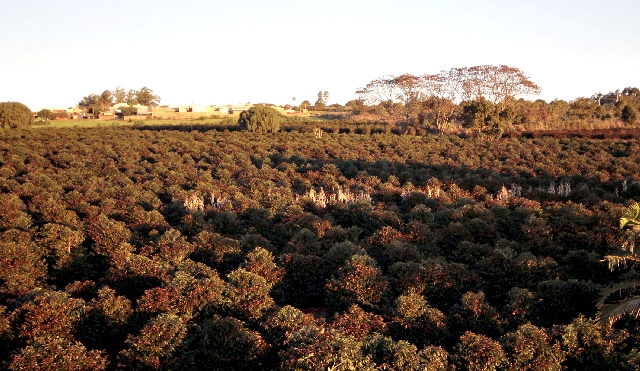 Em Mandaguari, no Noroeste do Paraná, geada afetou mais de 90% da aérea cafeeira | Ivan Amorin
