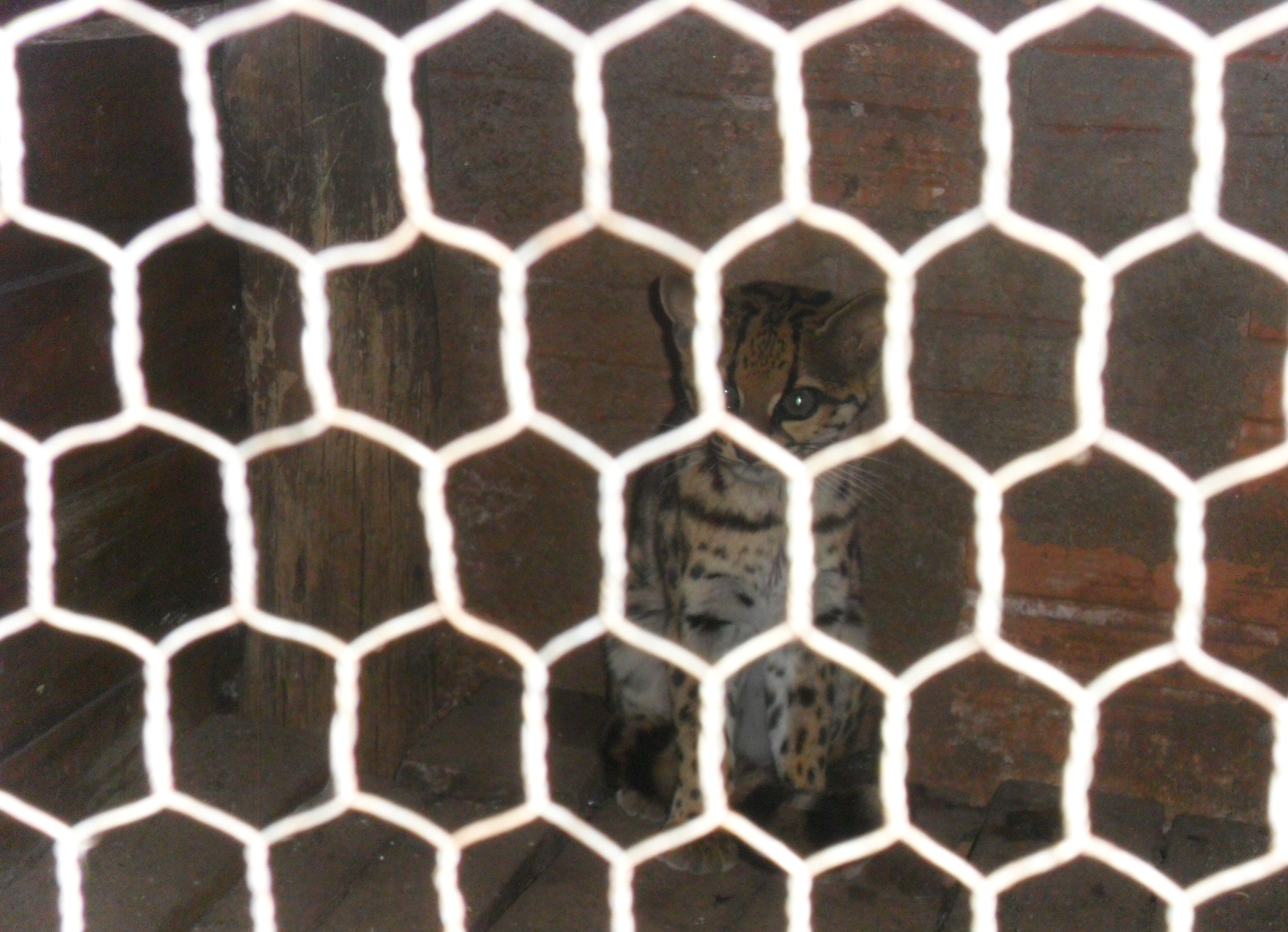 Esta jaguatirica apareceuem São Silvestre, distrito de Cruzeiro do Oeste, no noroeste do Paraná, em agosto. De acordo com a Força Verde, o animal estava acuado por cães, após ter atacado um galinheiro. Ela também foi devolvida à natureza | Divulgação/PM